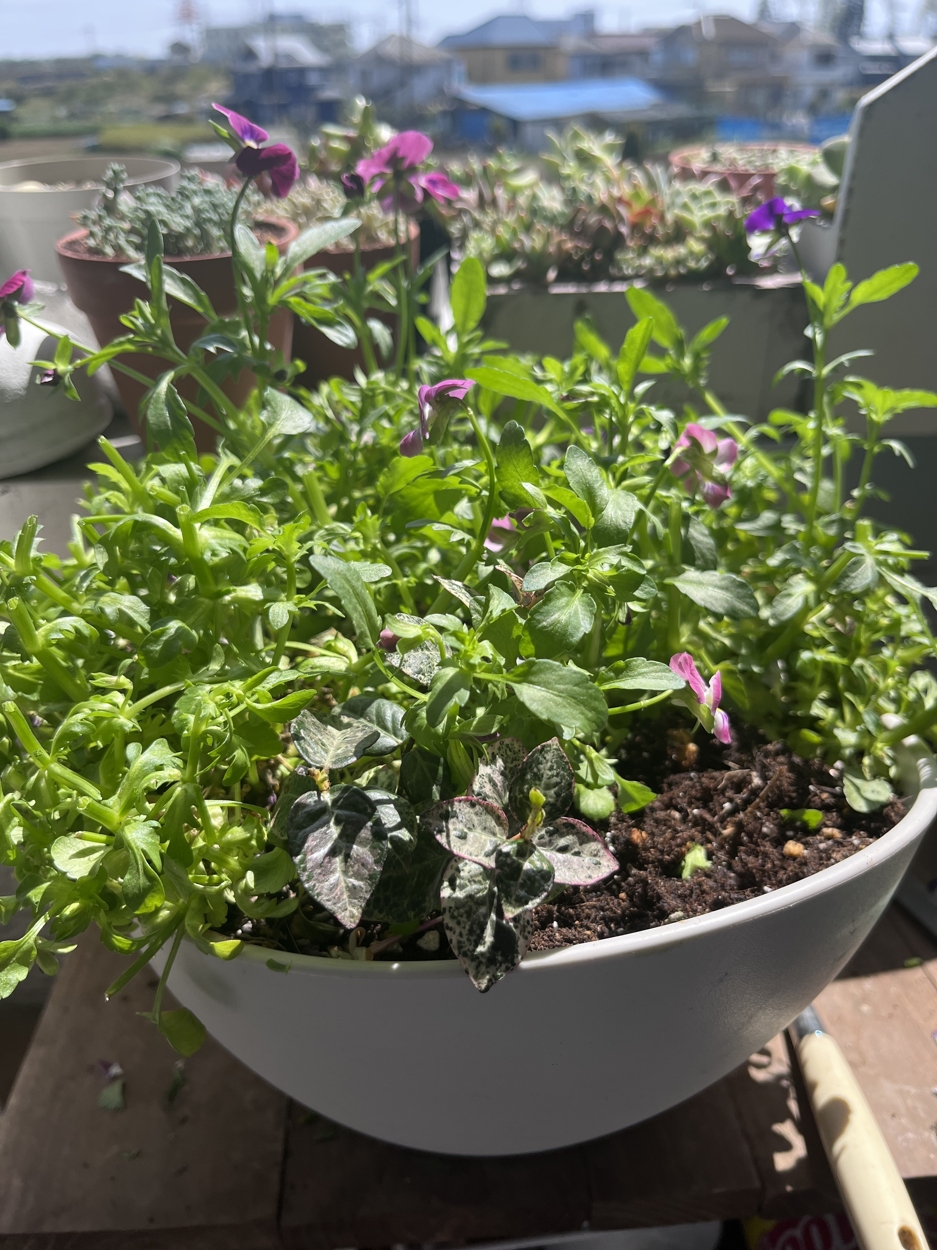 寄せ植えのお手入れ✂️ | CAINZ DIY Square