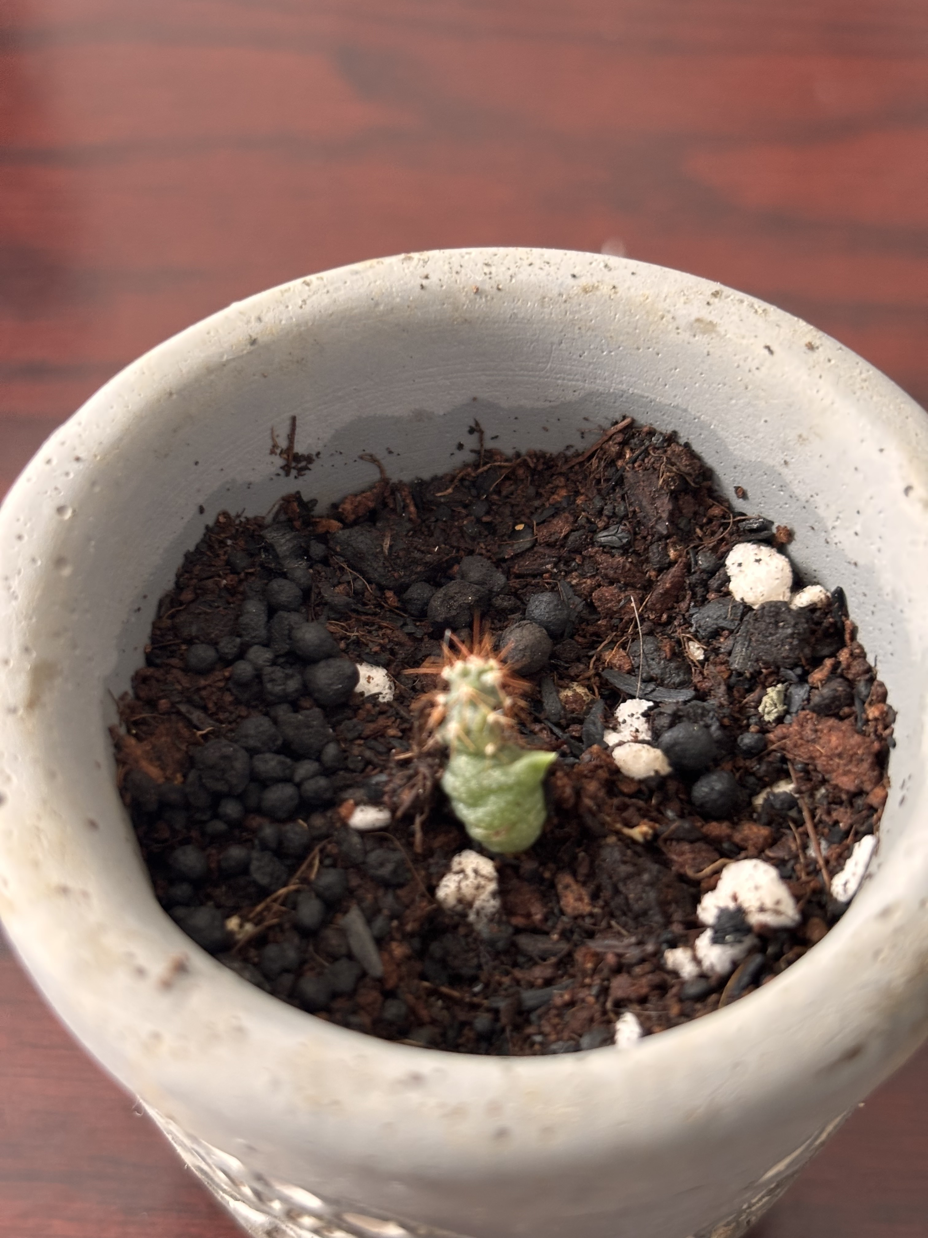 種からのサボテン一年後 | CAINZ DIY Square