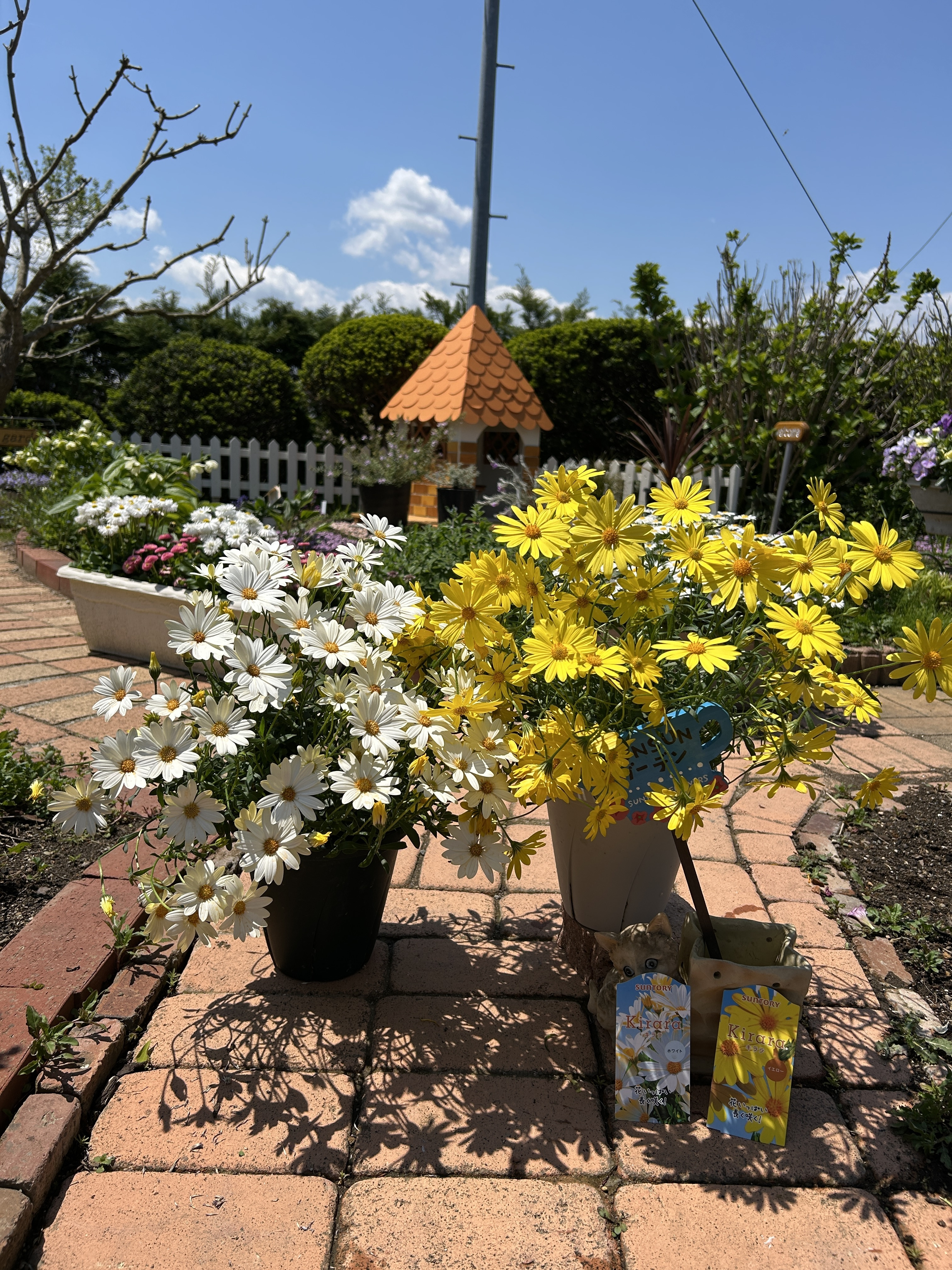 キララと青空🔆🤍💛 | SUNSUNガーデン
