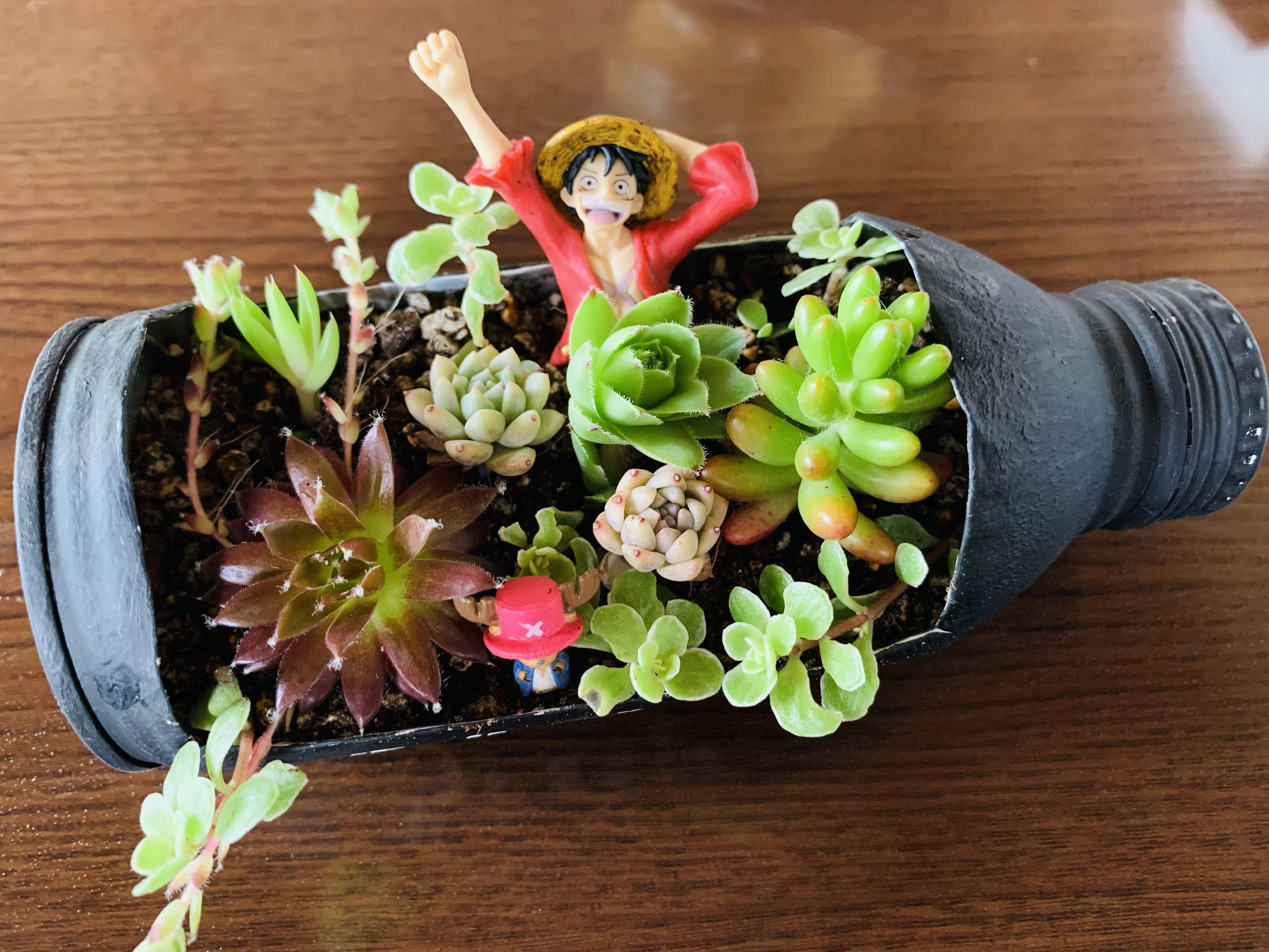 空き缶リメイクで多肉寄せ植え | CAINZ DIY Square