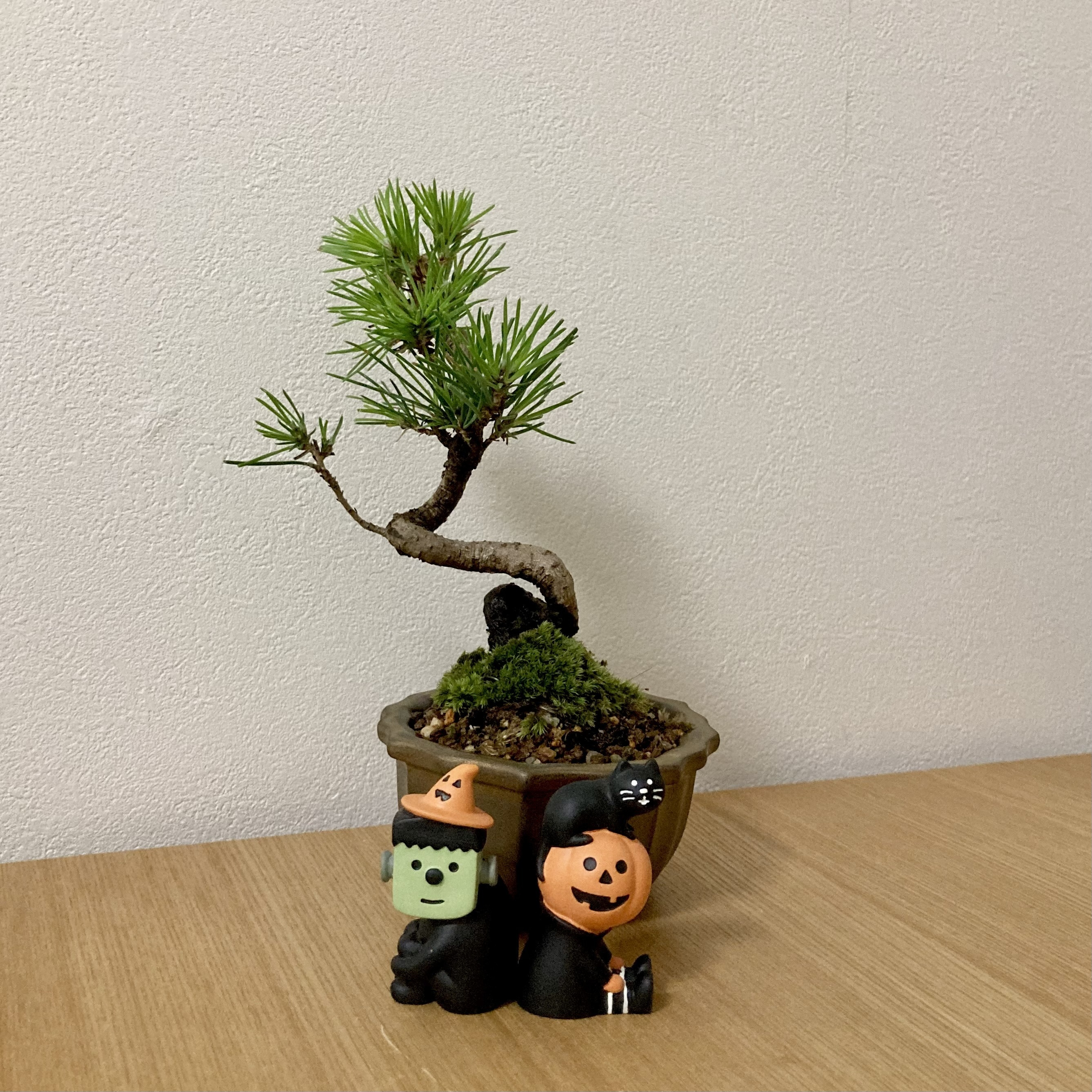 黒松の盆栽 | CAINZ DIY Square