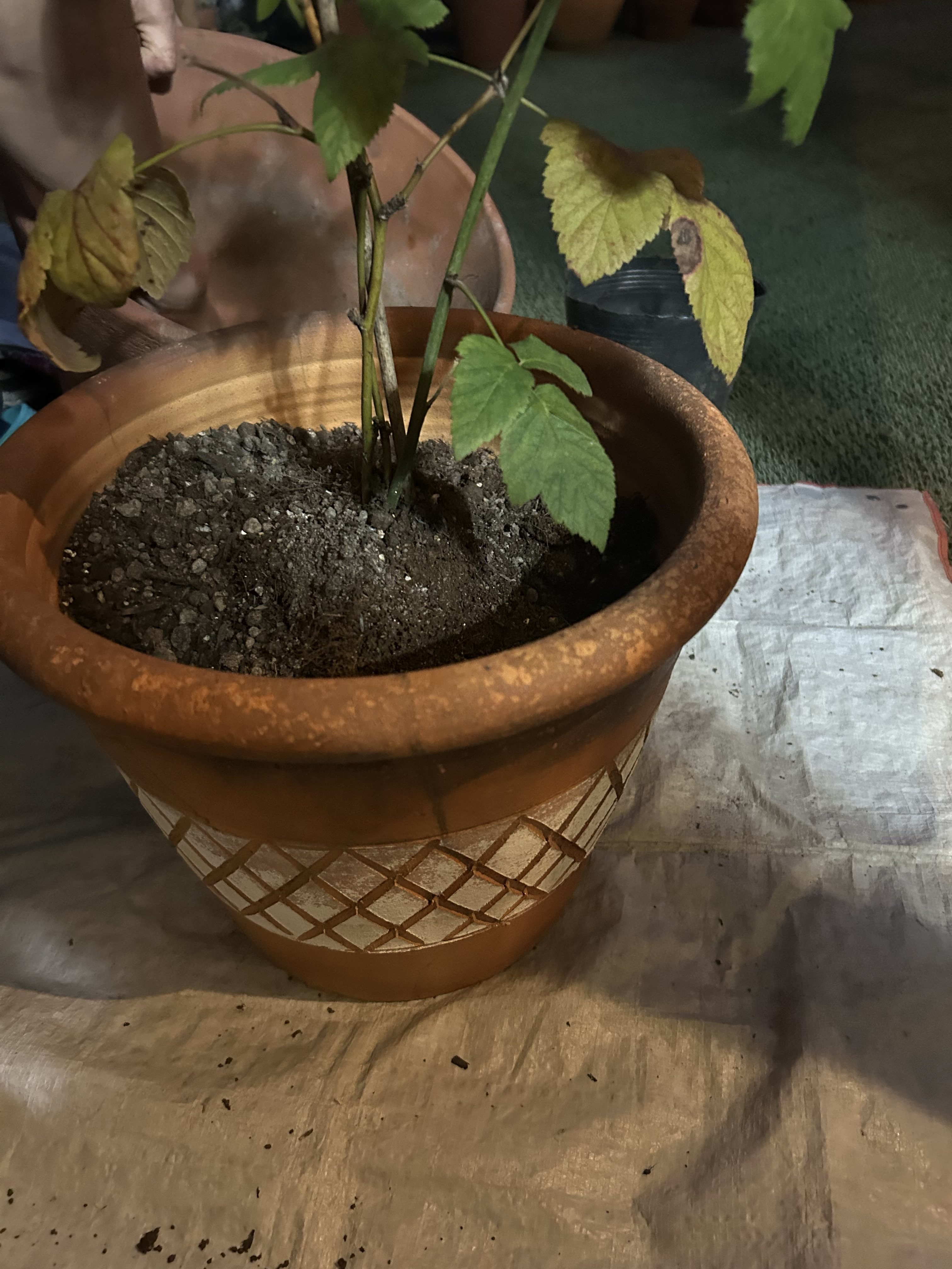 ブラックベリーの鉢植え | CAINZ DIY Square