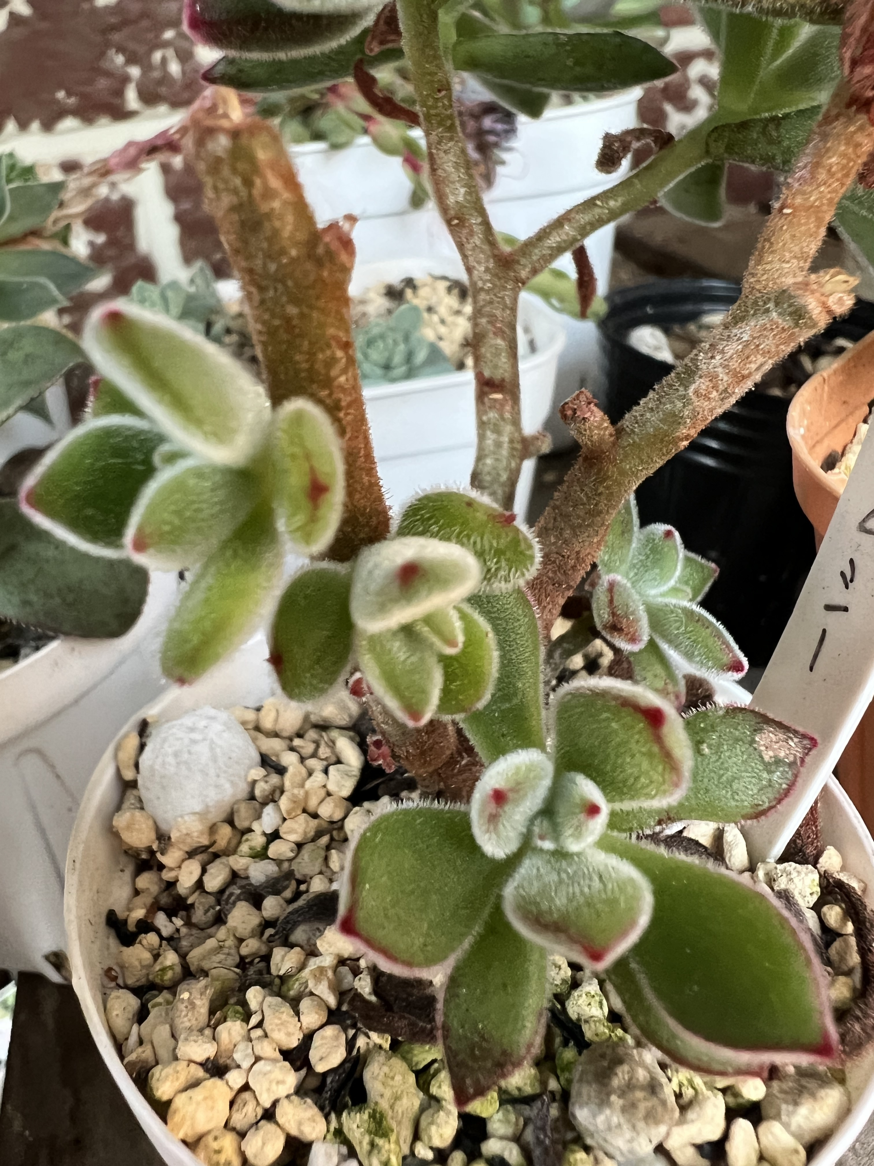 ハムシー | CAINZ DIY Square