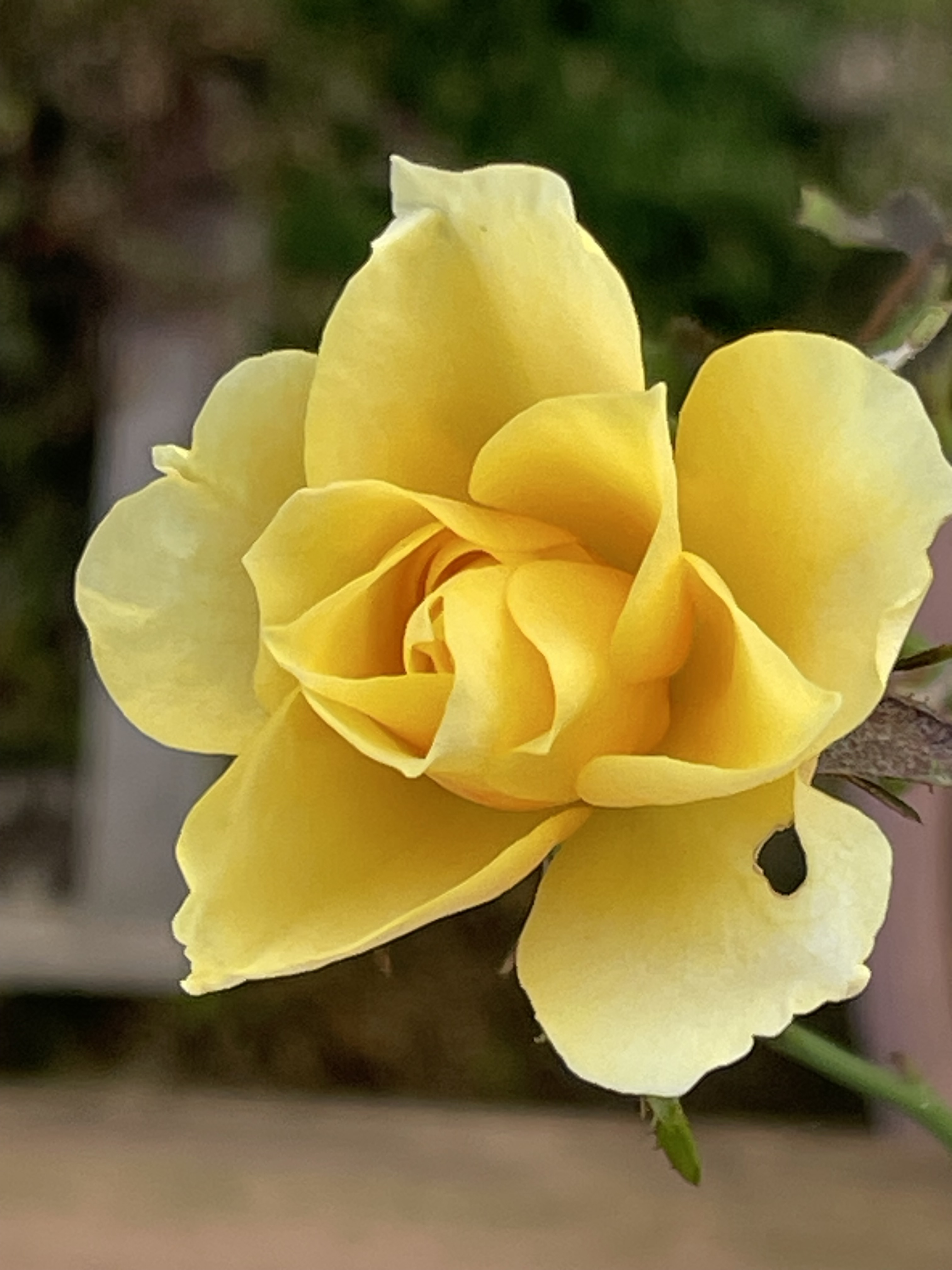 黄色のバラ〜葉っぱを虫さんに食べらてました！ | CAINZ DIY Square