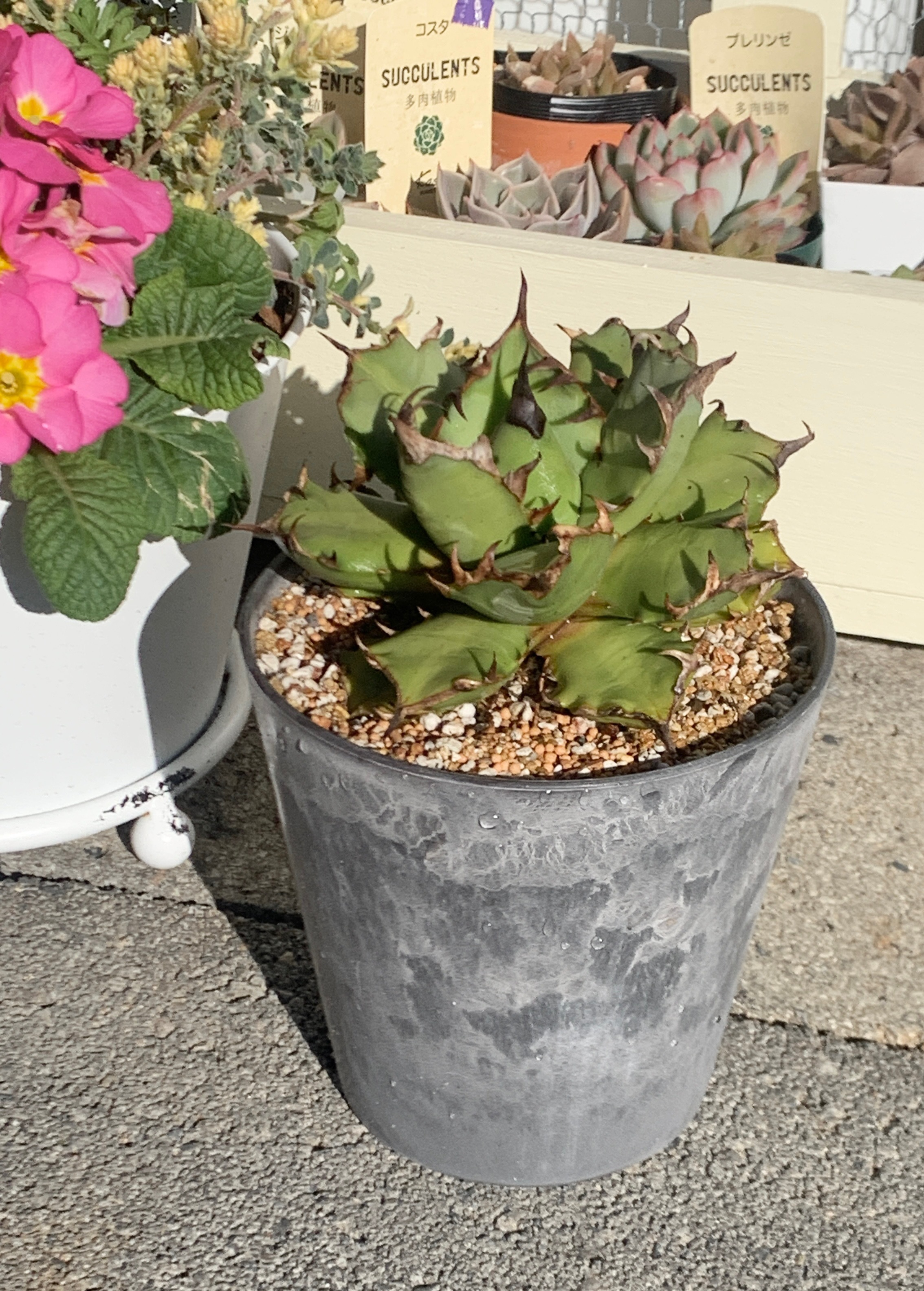 アガベを植え替えました | CAINZ DIY Square