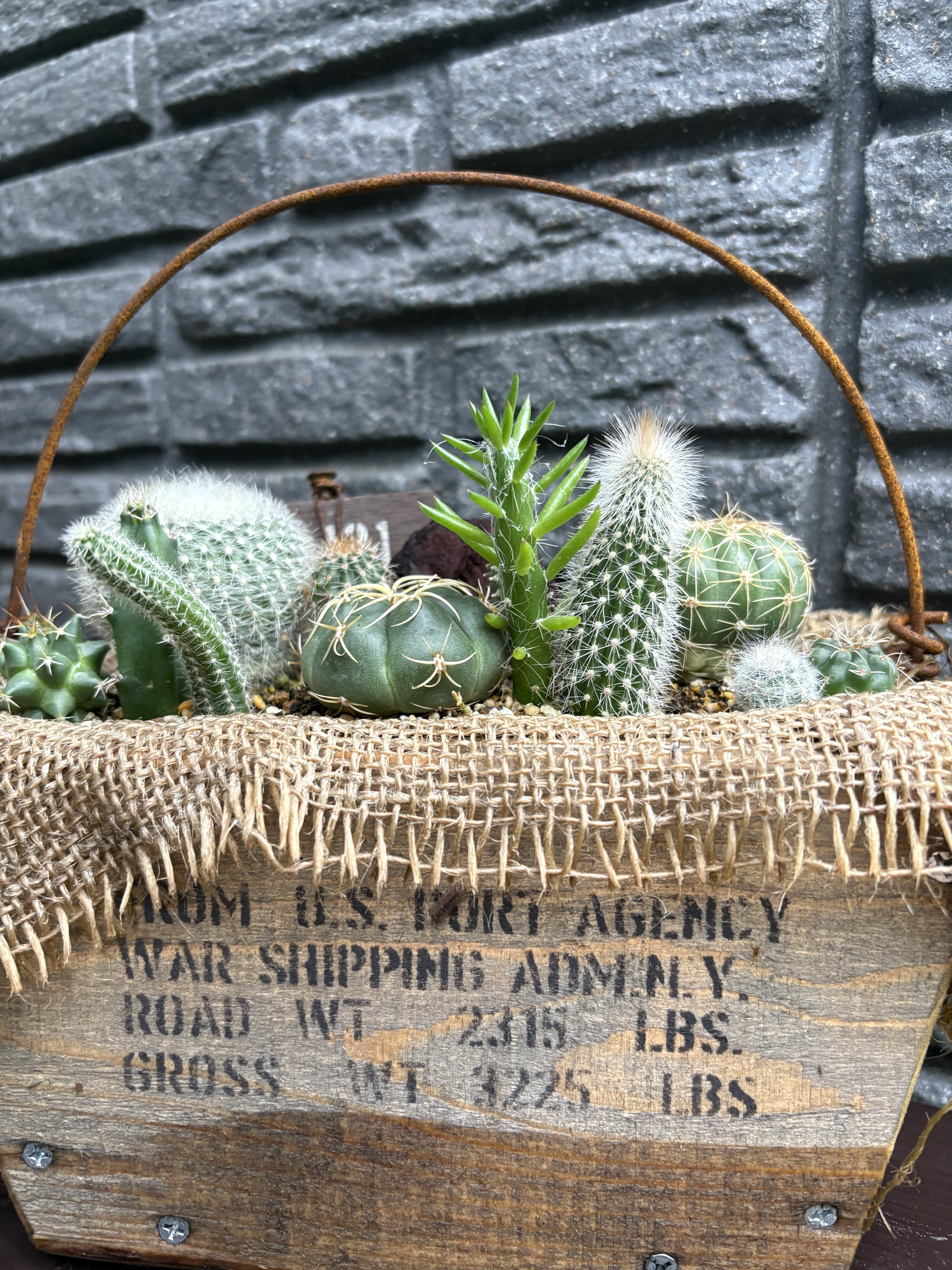 サボテン🌵ランドも元気です😊 | CAINZ DIY Square