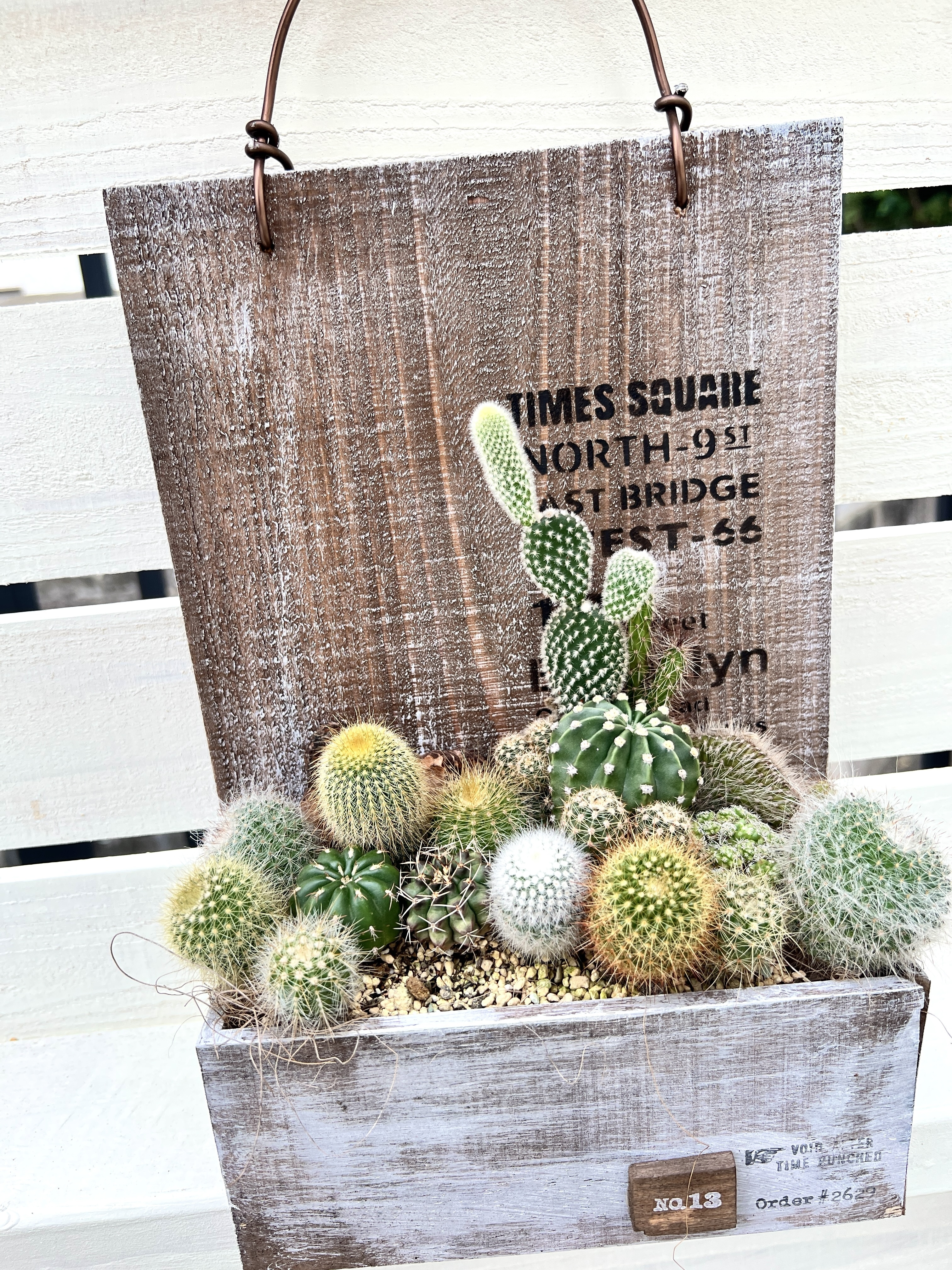 サボテン♡バスケット 元気なサボテン🌵達 | CAINZ DIY Square