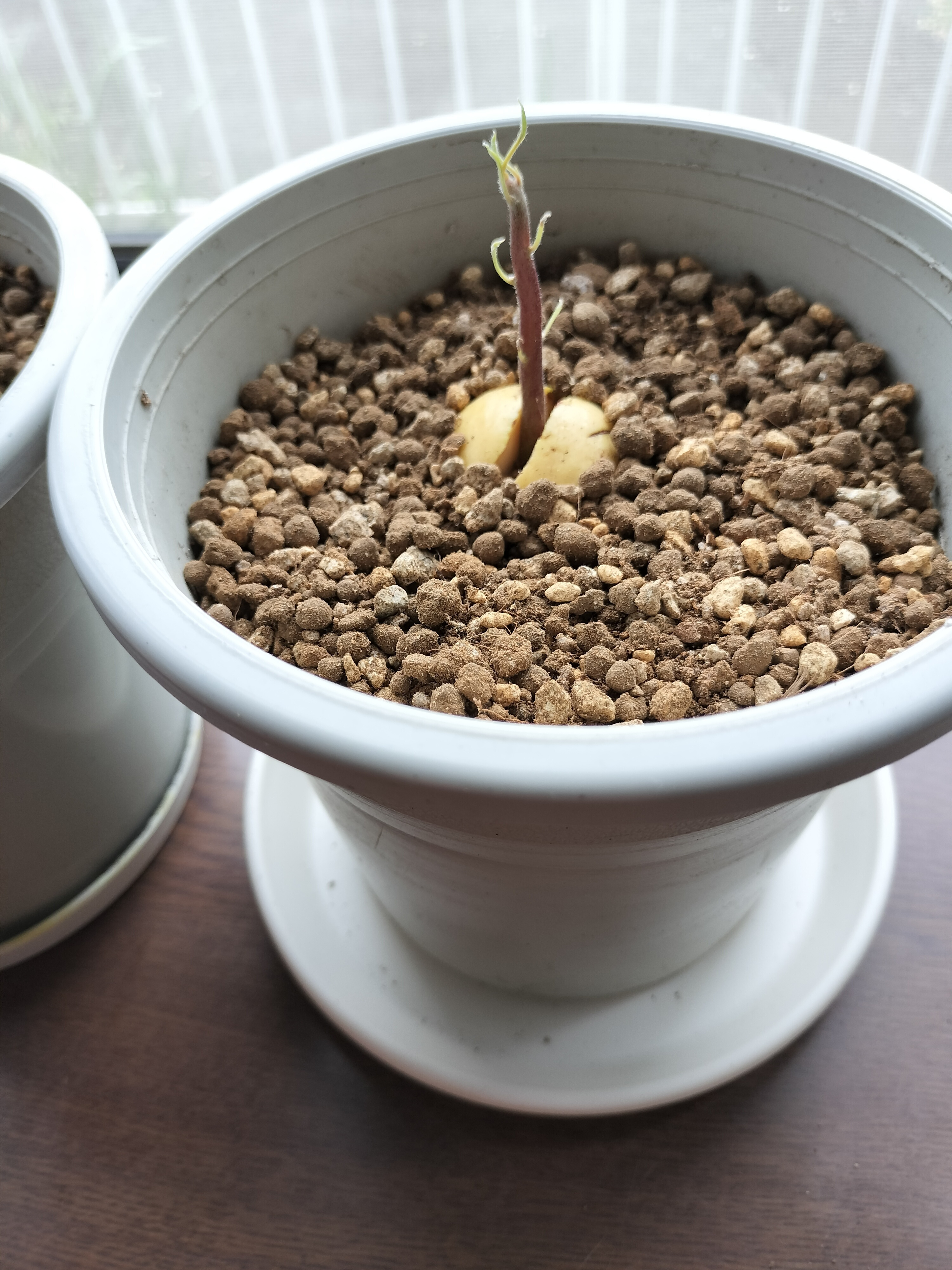 アボカド🥑 鉢に植え替えました | CAINZ DIY Square