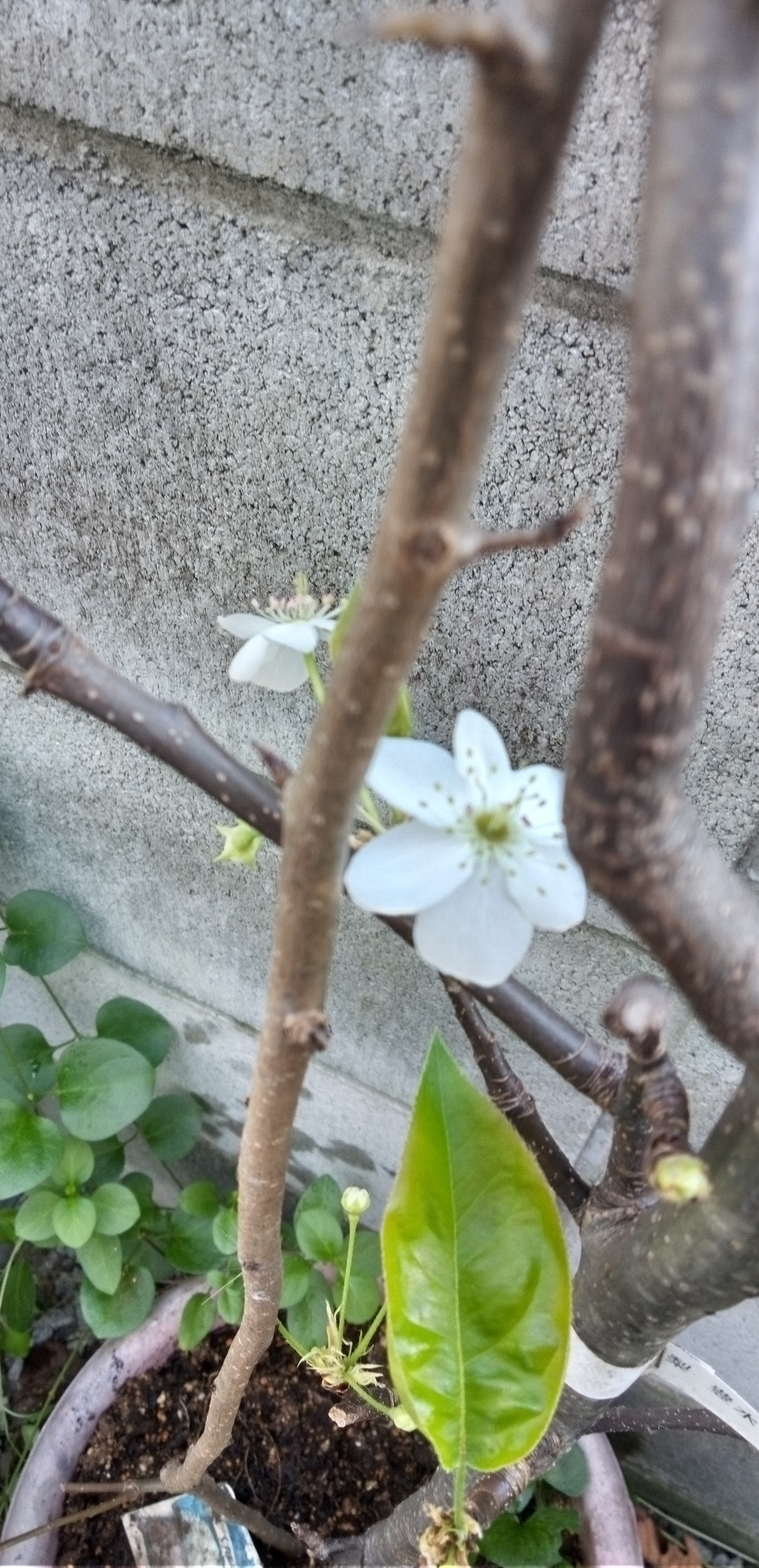 梨の花(豊水)が咲いていました。😌🌸💕 | CAINZ DIY Square