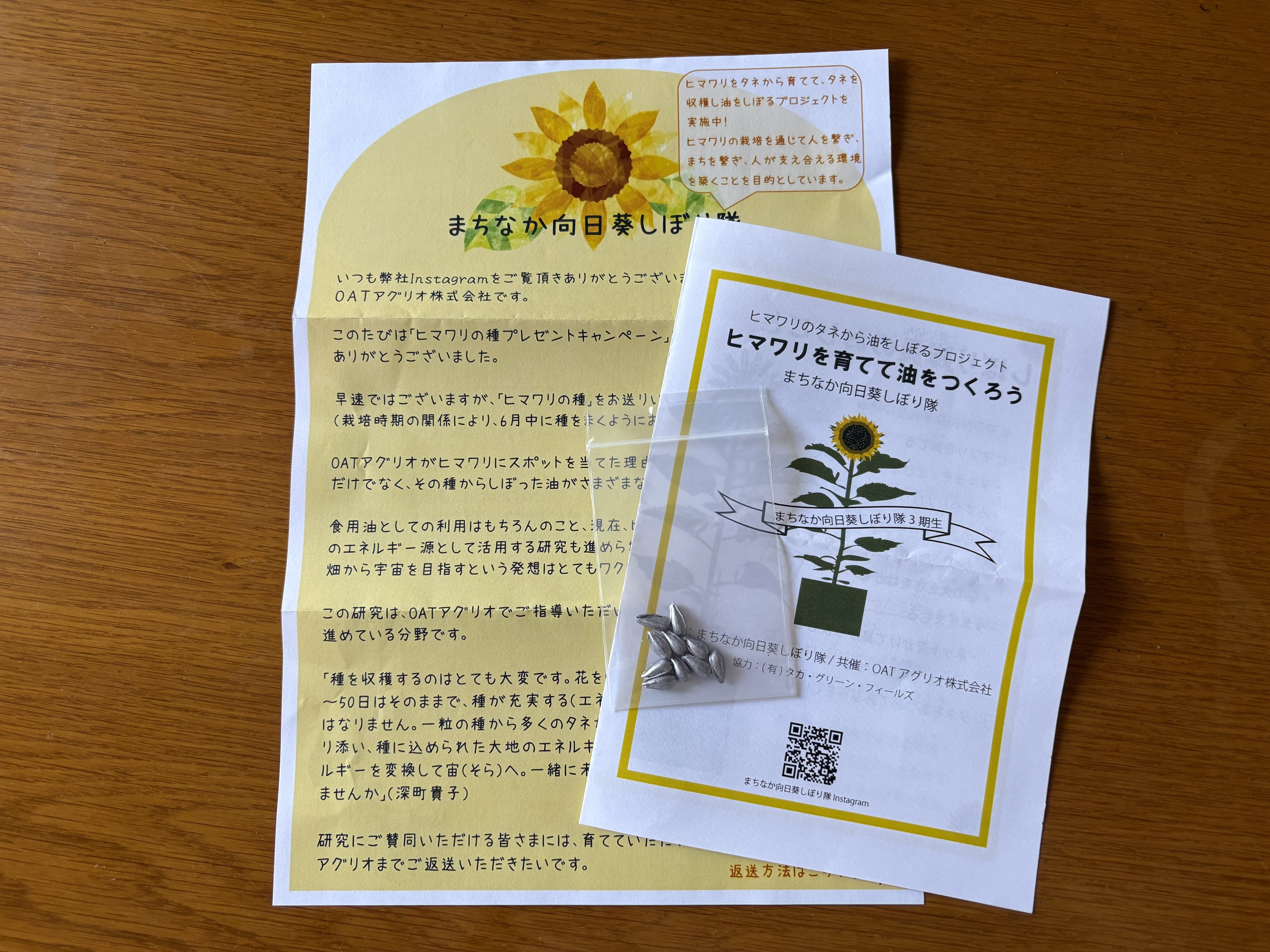 今年もひまわりを育てます | 健康道場クラブ