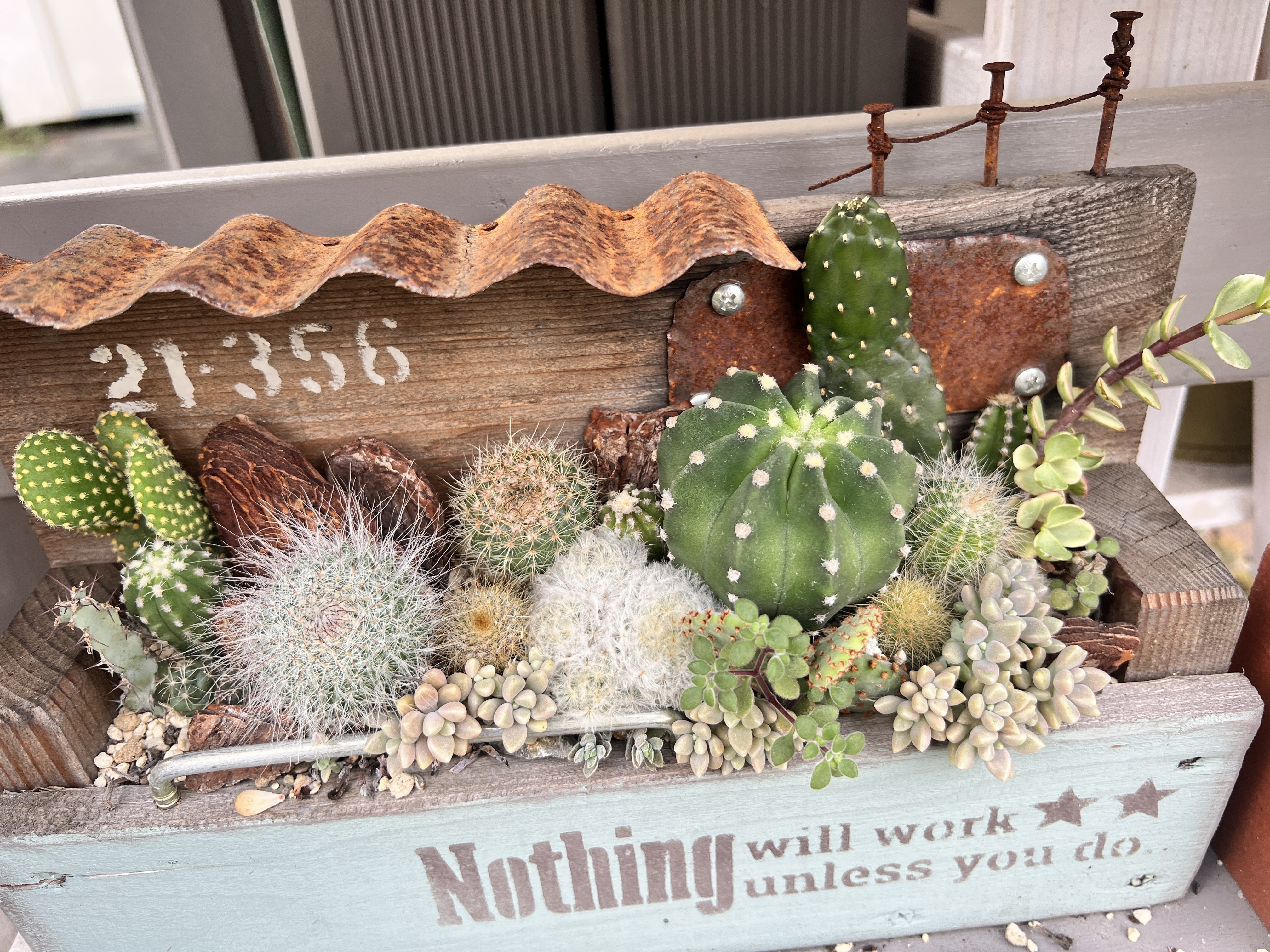 サボテン🌵寄せ植え | CAINZ DIY Square