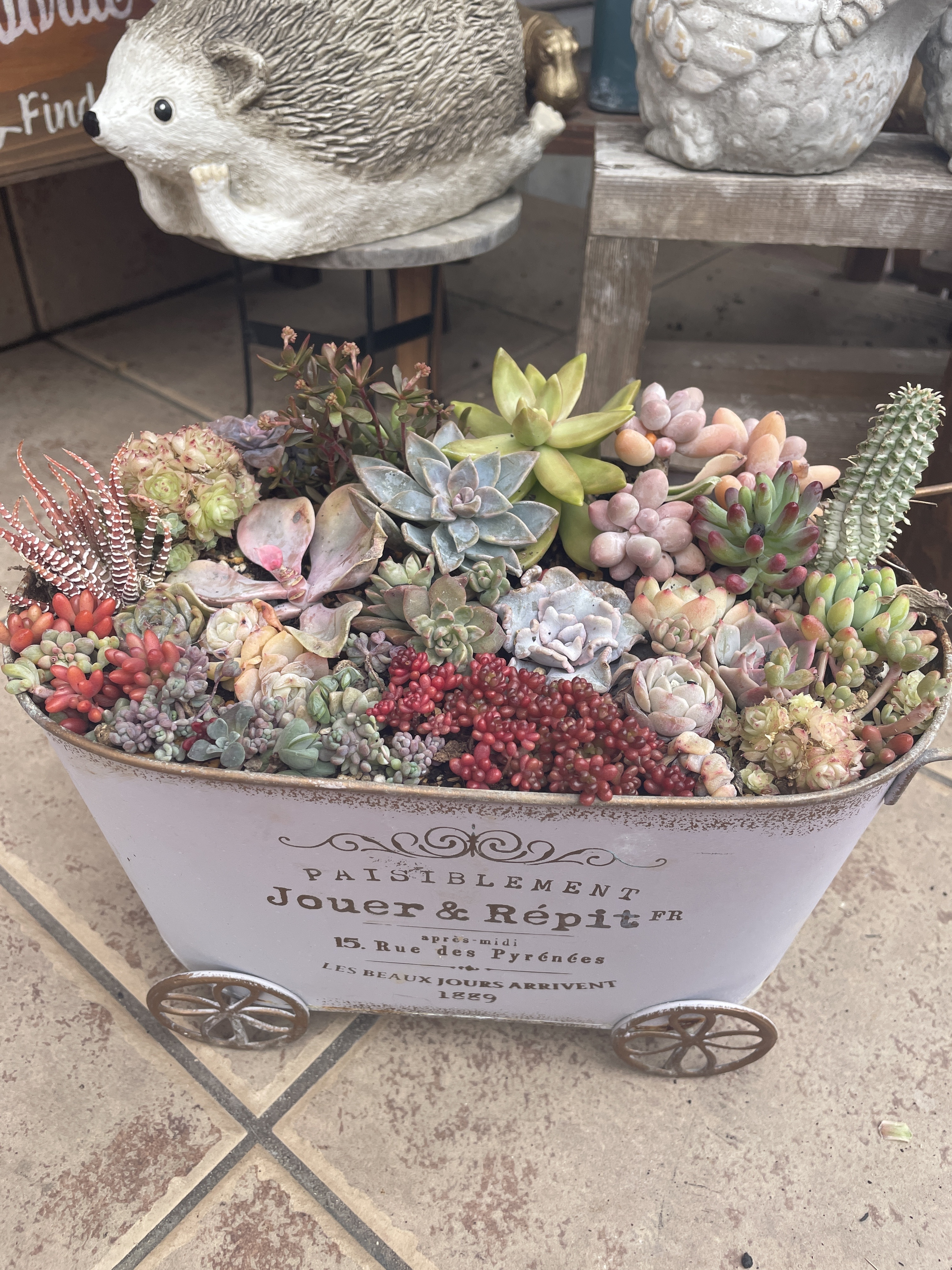 多肉の寄せ植え🌵 | CAINZ DIY Square