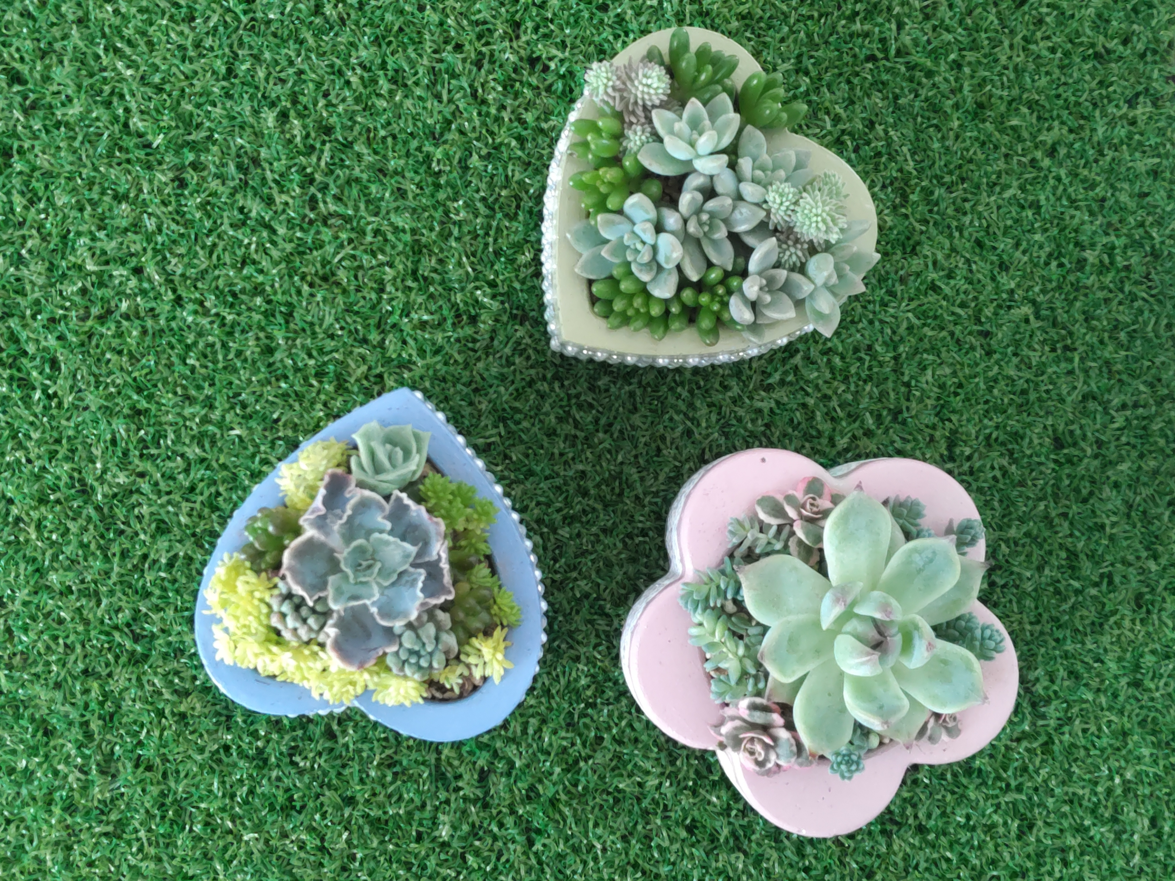 寄せ植え💚✨ | CAINZ DIY Square